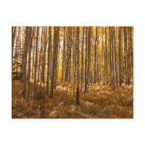 aspen trees_23 postcards
