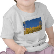 Aspen Trees, Colorado Tee Shirts