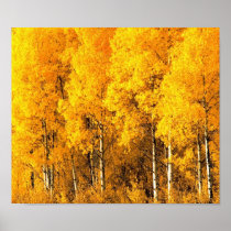 Aspen Trees in Colorado Poster