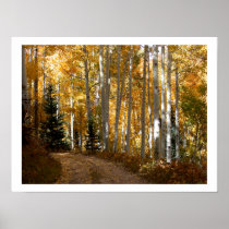Aspen Trees Posters