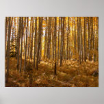 Aspen Trees posters