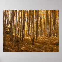 Aspen Trees Poster
