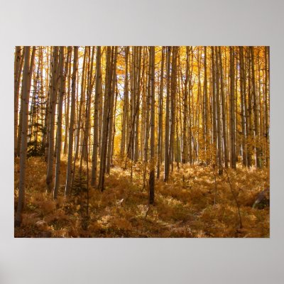 Aspen Trees Poster by zgdesign