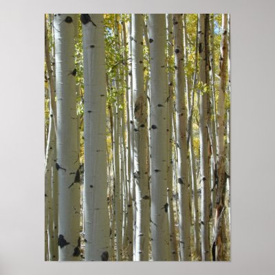 Aspen Trunks vertical print by serenity_ii