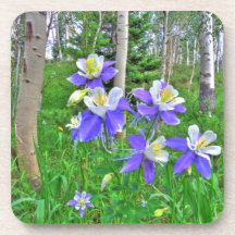 Aspens and Columbines Coasters