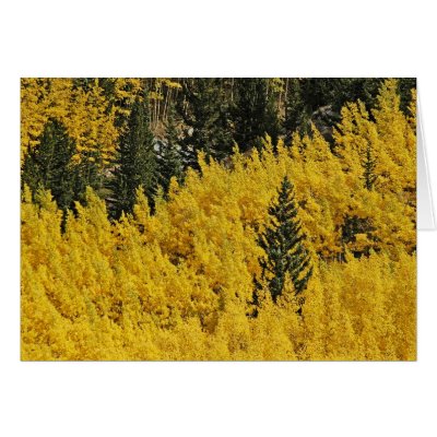 Aspens and Pines Cards by EarthSmiles