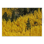 Aspens and Pines cards