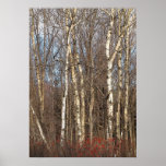 Aspens and Winterberry