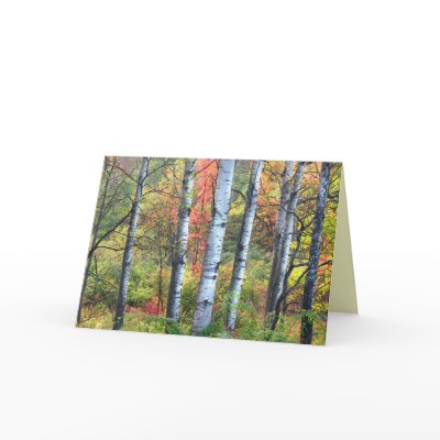 Aspens at Thanksgiving by Bebops