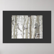 Aspens Close-Up Posters