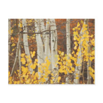 Aspens in Autumn Postcards