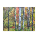 Aspens in Autumn