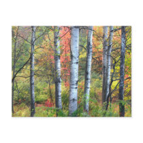 Aspens in Autumn