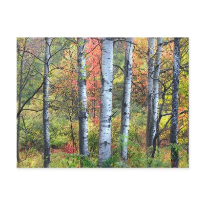 Aspens in Autumn by Bebops
