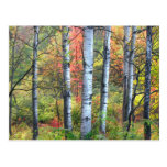Aspens in Autumn Postcard