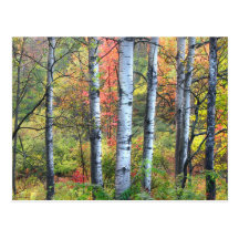 Aspens in Autumn Postcard