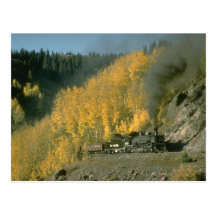 Aspens in the fall contrast with No. 489 near Coxo Post Cards