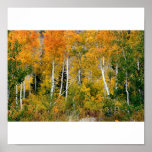Aspens in the Fall Posters