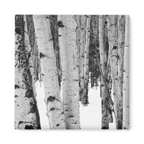 Aspens Magnet