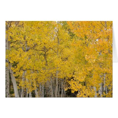 Aspens on the Colorado Trail by ctg_foto