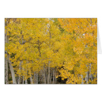 Aspens on the Colorado Trail