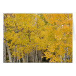 Aspens on the Colorado Trail cards