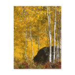 Aspens