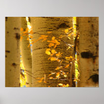 Aspens Up Close
