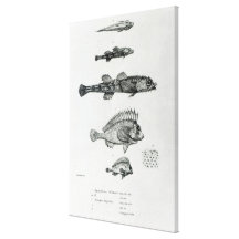 Aspidophorus Chiloensis and Agriopus Hispidus Gallery Wrapped Canvas