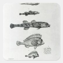 Aspidophorus Chiloensis and Agriopus Hispidus Square Sticker