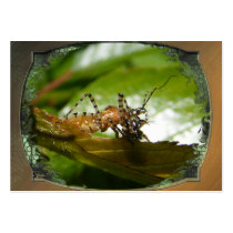 Assassin bug  ~ ATC