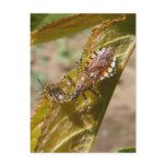 Assassin bug  ~ postcard