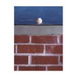 "Assassination of Humpty Dumpty" Postcard by CH
