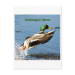 Assateague Island Mallard Duck Logo Post Cards