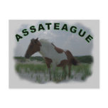 Assateague Island Postcard