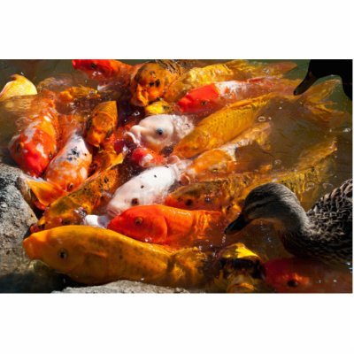 assorted fish photosculpture photo cut outs by Kachoozie
