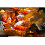 assorted fish photosculpture photo cut outs