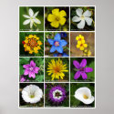 Assorted Flower's Poster posters