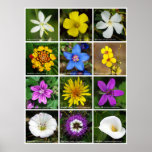 Assorted Flower's Poster posters