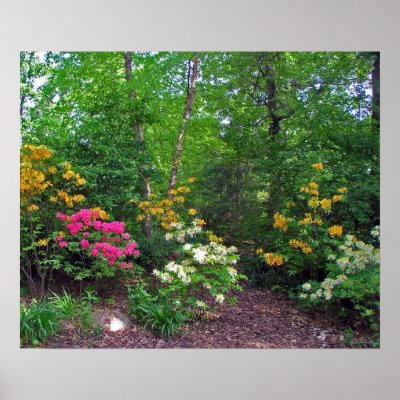 Assorted Northern Lights Azaleas Print by Mike144mann