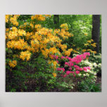 Assorted Northern Lights Azaleas Print