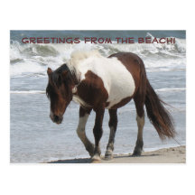 Assteague Island Pony Postcards