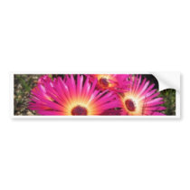 aster 4 bumper sticker