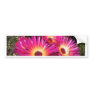 aster 4 bumper sticker