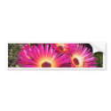 aster 4 bumper stickers