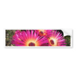 aster 4 bumper stickers