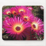 aster 4 mouse mats