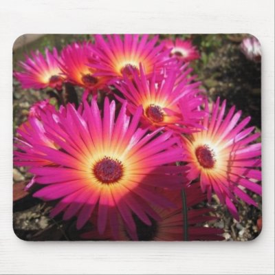 aster 4 mouse mats by camobabygifts