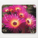 aster 4 mousepads