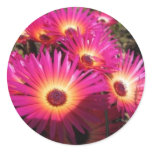 aster 4 round stickers
